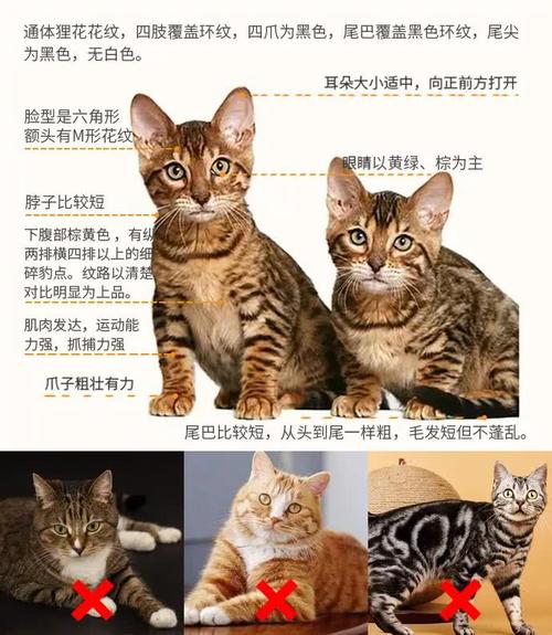 有只狸花猫当室友,是所有猫的噩梦!