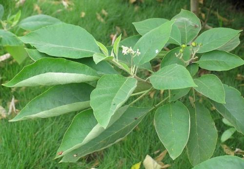 这是什么树,叶子碾碎还有特殊的气味(个人认为不是很好闻)