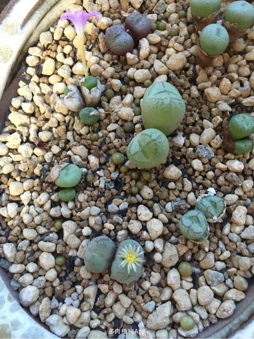 肉锥                  萤光玉开花