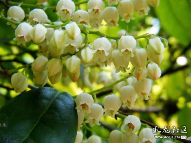 水果花系列之(七十七)越橘花