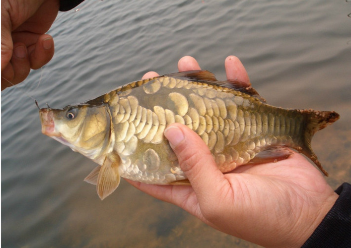 我买4只一斤多的鲤鱼,回来后发现一条不是鲤鱼,长的像鲤鱼,嘴差不多