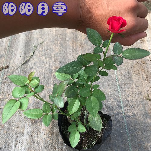 红白毛茛 灌木月季庭院阳台花卉观花植物玫瑰花盆栽带