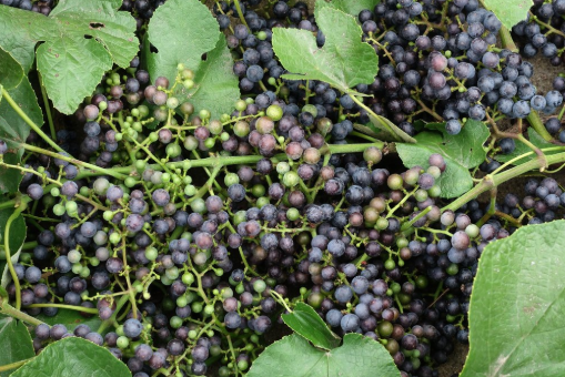 这份野果采摘指南送您,您吃过几