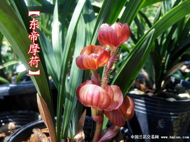 东帝摩荷 春剑红荷最圆荷瓣 低价引种苗