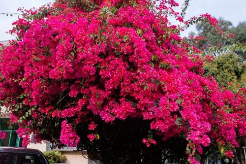 深圳的春天,是属于簕杜鹃的!