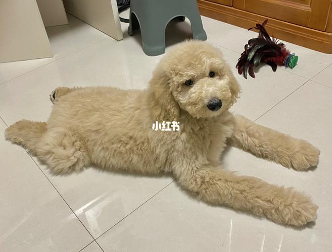 调皮但超乖的香槟色巨贵弟弟!