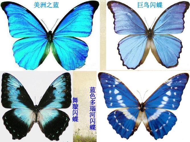 各种各样的蝴蝶