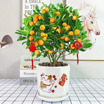 年宵花金桔盆栽招财四季桔室内客厅好养植物小金橘桔子观赏盆景树陶瓷