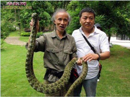 陈远辉和莽山烙铁头蛇