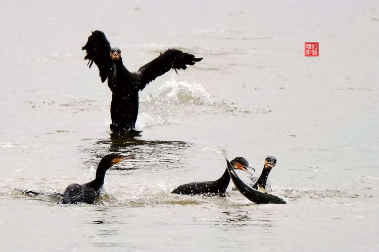 距今2200多年前,秦代的《尔雅》等书中,就有鸬鹚捕鱼的描述.