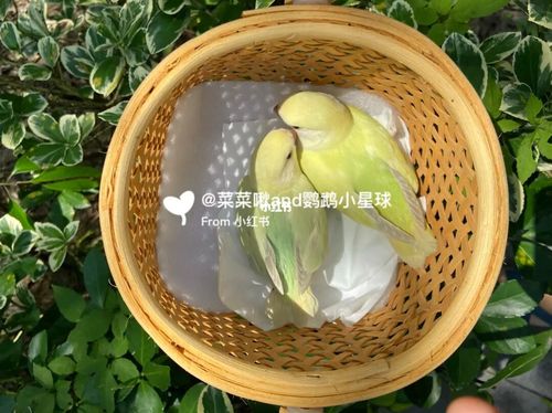 牡丹鹦鹉|苹果绿澳闪_鹦鹉_牡丹_牡丹鹦鹉_宠物_宠物