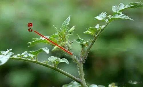 西红柿要想产量高,整枝是关键!搭架,绑蔓,整枝,打杈,摘心