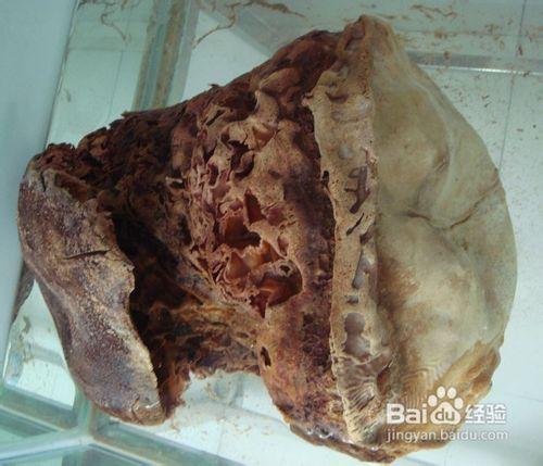 具有保健的太岁肉灵芝