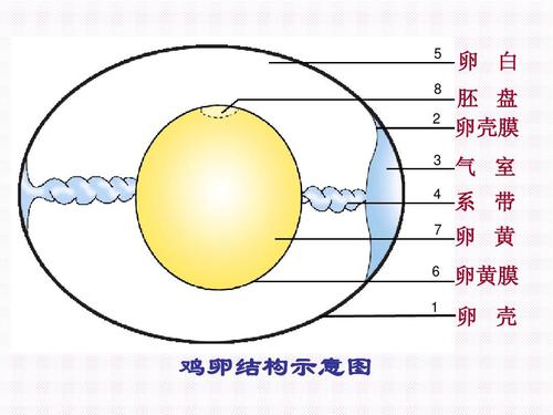 实验观察鸡卵的结构ppt