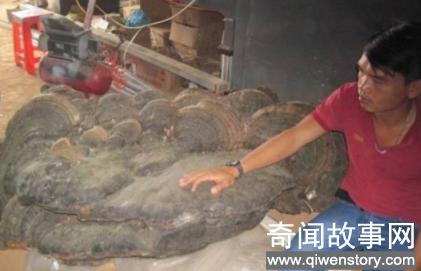 上山砍柴捡到大片灵芝原来是生在棺材盖上的冥芝(图文