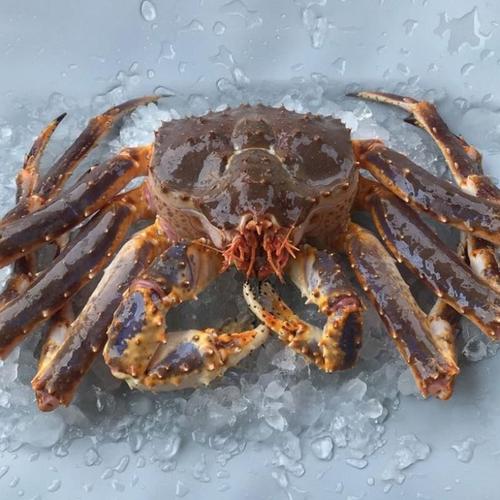 阿拉斯加帝王俄罗斯海鲜鲜活生冻水产超大螃蟹皇帝