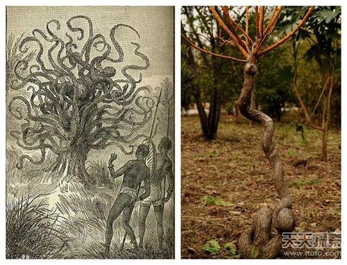 太惊悚传说中的吃人树竟然真实存在
