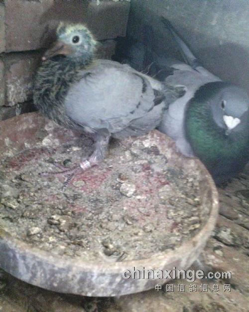 幼鸽,这里我不是做广告,这药确实可以,那就是"凯鸽"鸽药,中药制剂的毛