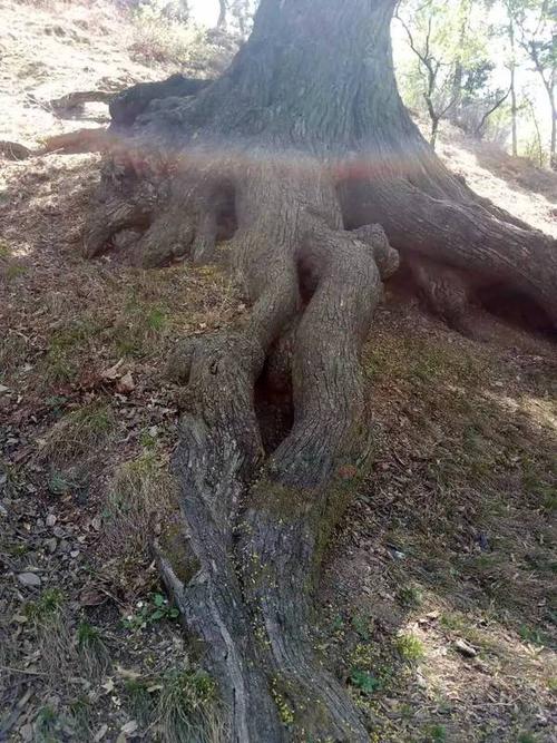 【渔讯·震惊】朝阳喀左发现千年古枫树!5人用双臂才能合拢