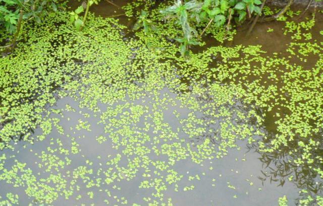 饵料不充足的情况下,小龙虾才会吃少量的浮萍,并且还会挑种类吃,浮萍