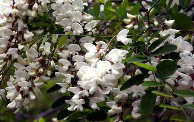 洋槐树什么时候开花?