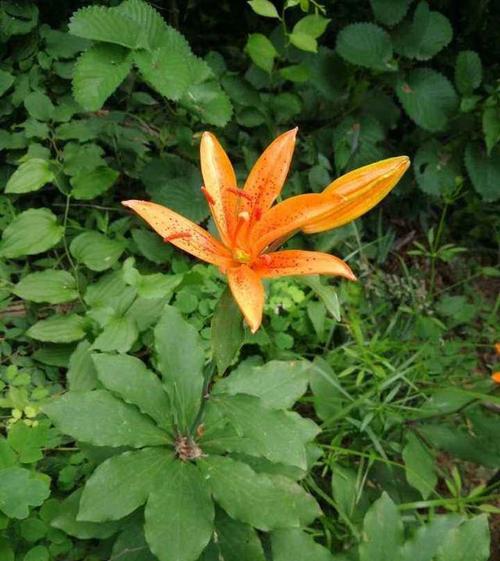 青岛百合德国人发现的中国濒危植物香艳脱俗还能润肺