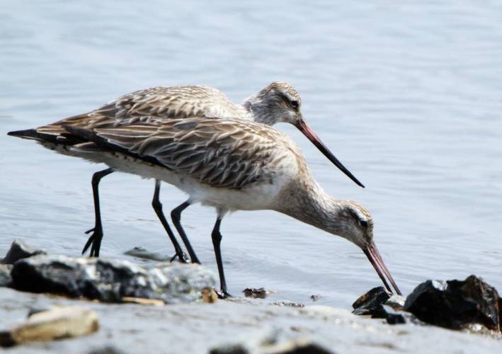长嘴鹬24楼补充照片