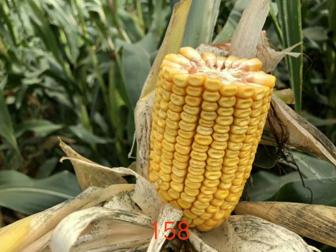 九圣禾种业玉米品种简介