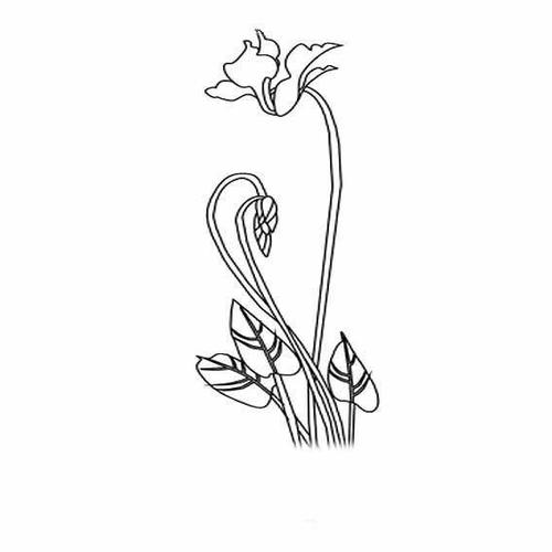 简单的仙客来花简笔画