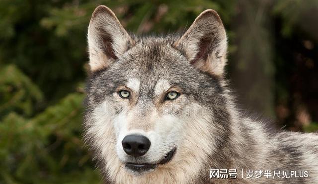 狼故事这只母狼太疯狂一天之内连咬九人一死八伤