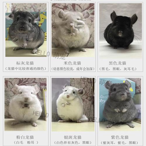 【京东推荐】宠物龙猫活体幼崽宝宝弟弟妹妹紫灰银斑米色标灰粉白小