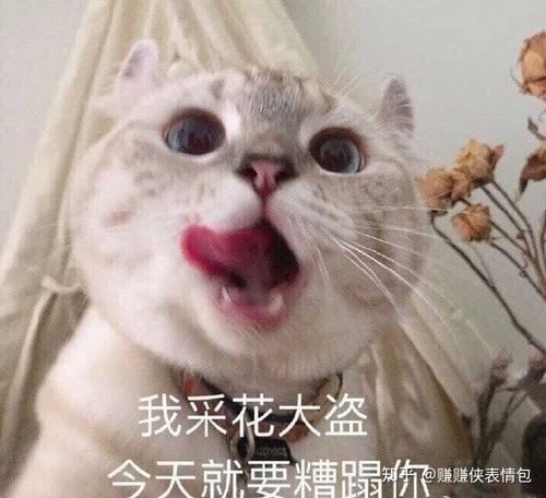 表情包怼人你也不赖