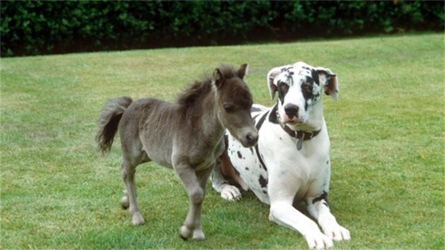 90马94狗婚配为大忌90年属马的男性和94年属狗的女性相配吗