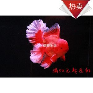 精品百褶裙泰狮金鱼活体 冷水淡水观赏鱼 f1泰狮 巨人狮 包邮包活