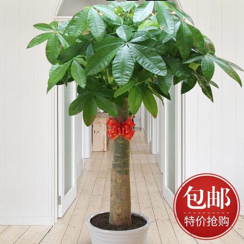 发财树盆栽大客厅观叶大型植物绿植办公室开业乔迁送礼净化空气