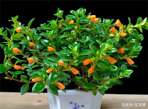 金鱼吊兰不开花?学会这么养,盆盆挂满"金鱼花"