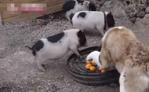 原创小猪为抢狗狗食物使出杀手锏铁头功狗狗瞬间被制服动弹不得