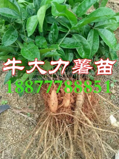 广西牛大力薯苗批发 常年供应牛大力杯苗 咨询18877788851