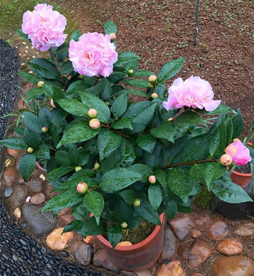 花卉界的"香香公主",美若牡丹,入坑必备,是我见过最美