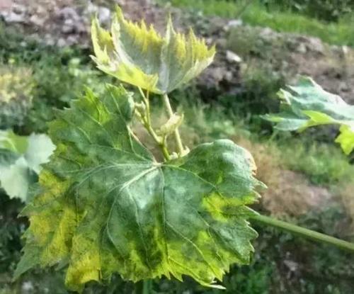 葡萄叶片发黄,究竟是虫害,药害?还是肥害,缺素?321春种节