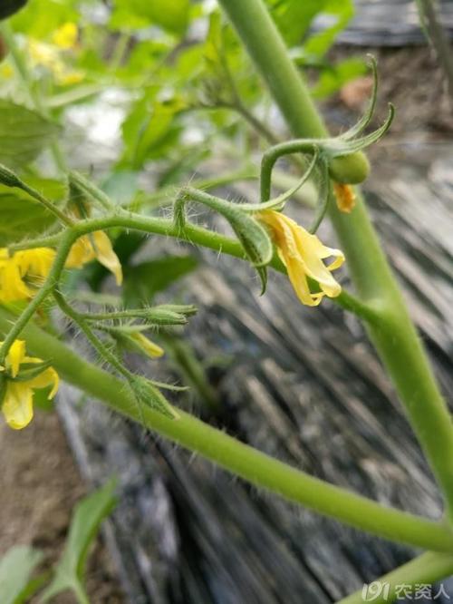 温度调控,花期处理,整枝打杈,水分管理,圣女果花后管理要细致