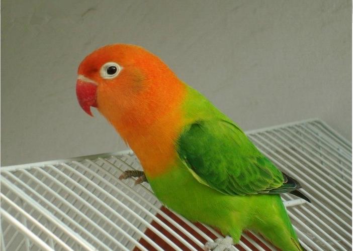 喜欢牡丹鹦鹉活体鸟 一对的还喜欢
