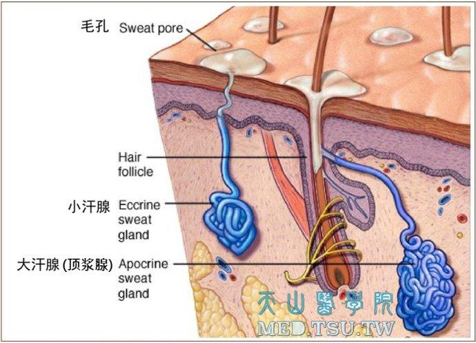 皮肤细胞因子(cytokine)