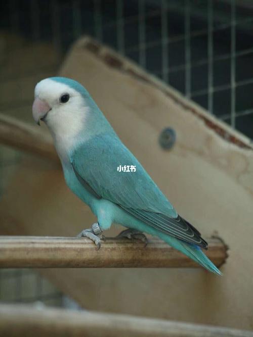 牡丹鹦鹉品种介绍大全【七】寸头系列_牡丹_松石_牡丹