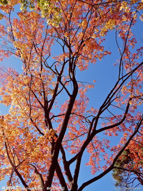 花草树木秋景简笔画