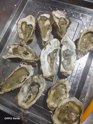 牡蛎 乳山生蚝,自有养殖基地和加工厂.精品二倍体