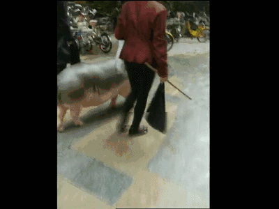 深圳一小区内女子拿着棍子遛猪 曾拒绝高价收购