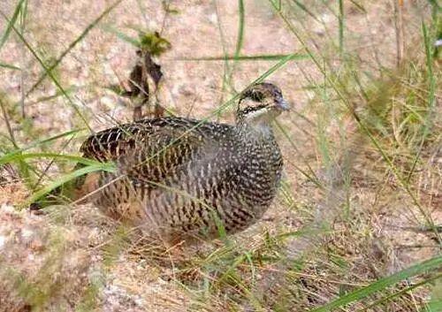 一个月小鹧鸪小鹧鸪别咬我