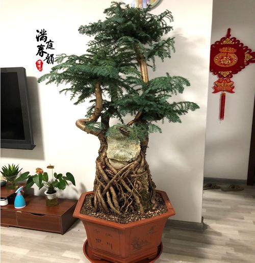 大型澳洲杉盆景老桩造型高档树桩送礼庭院大号熟桩精品附石抱石