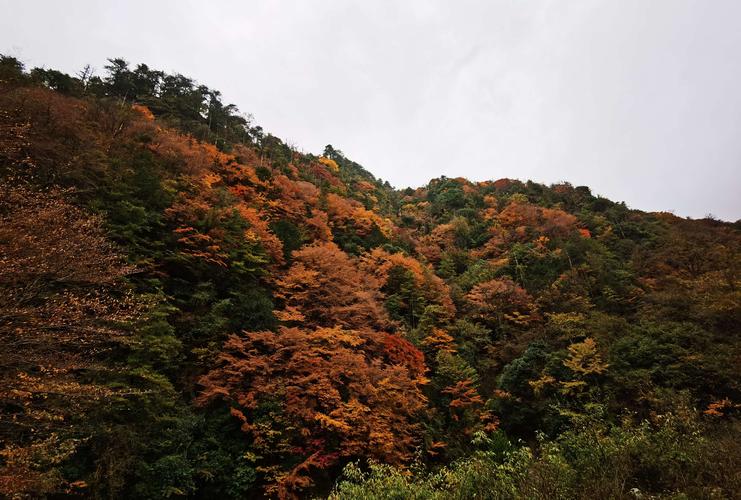 唐家河红叶